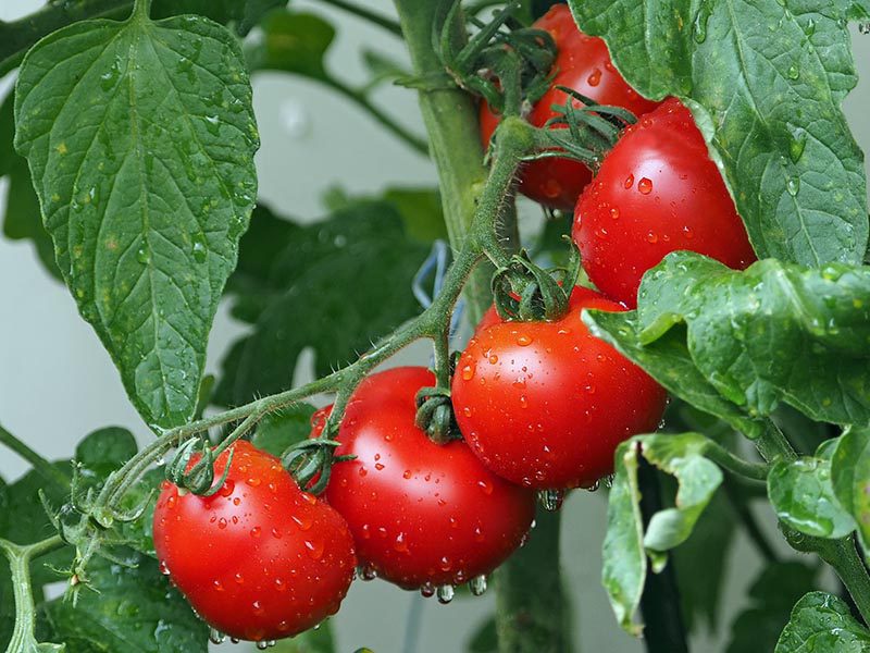 1_0001_tomatoes-1561565_1920