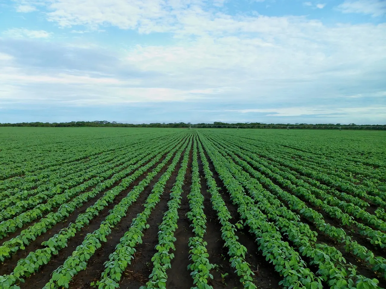 Soybean field in the summer with bright green plants